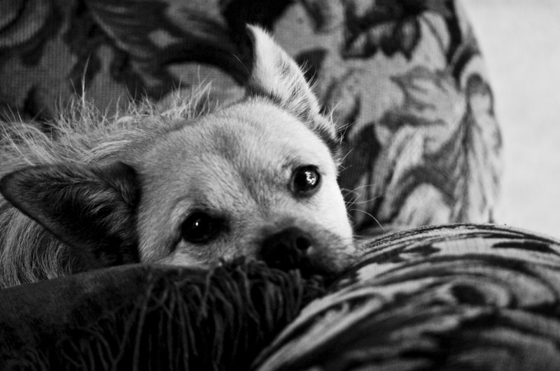 A Cushy Life