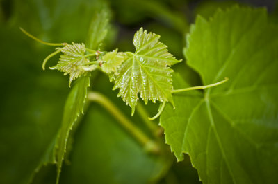 Grape Leaves