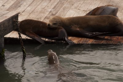 Sea Lions in San Fran