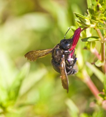 Buzzy Bumble Bee