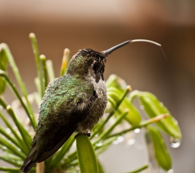 Catching RainDrops