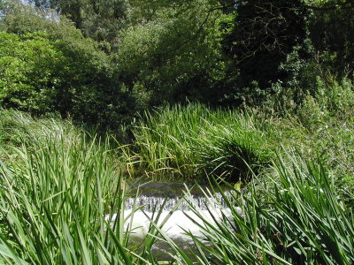 Stickleback stream