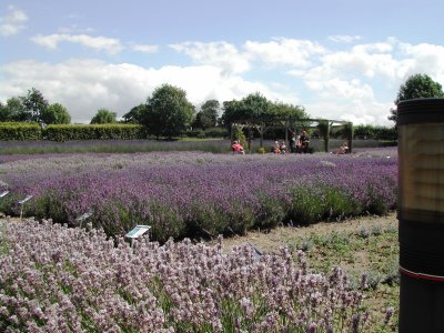 Norfolk Lavender