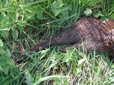 otter 3