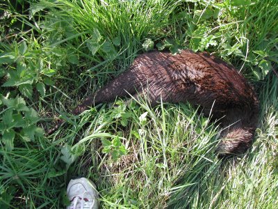 otter 4