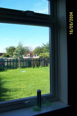 windows54