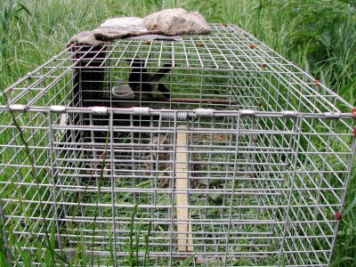 Larsen trap 010