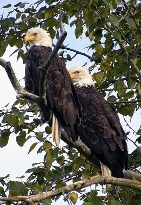 Bald Eagles