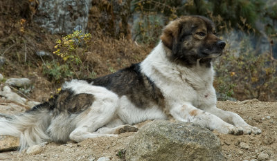 'Alpha male' Nepalese dog