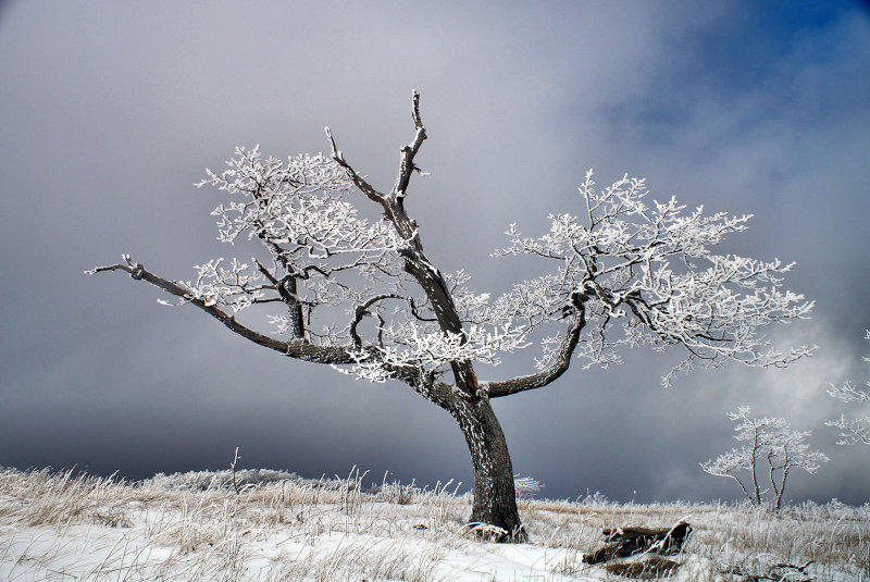 On White Top Mountain VA.