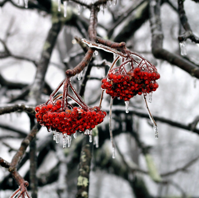 Had sum Ice On the Blue Ridge Park Way, went up made a few Pictures