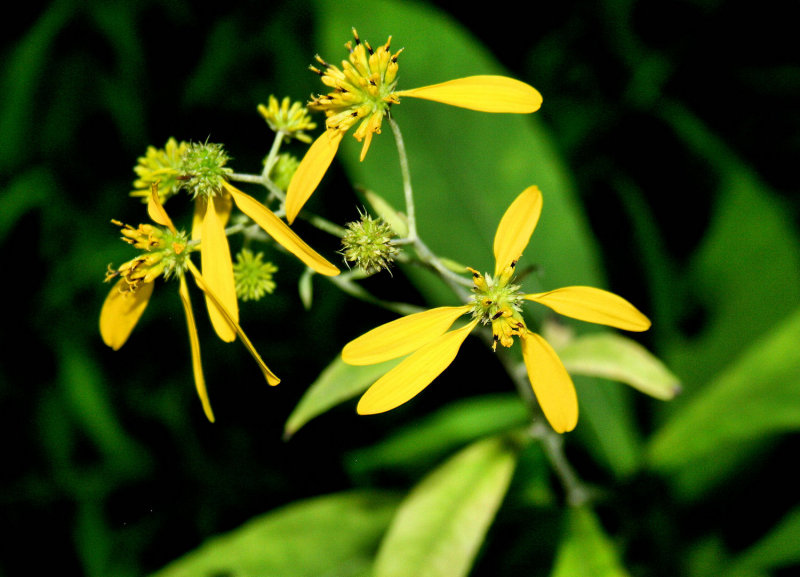 Along River view Trail- Blue Stone State Park WV