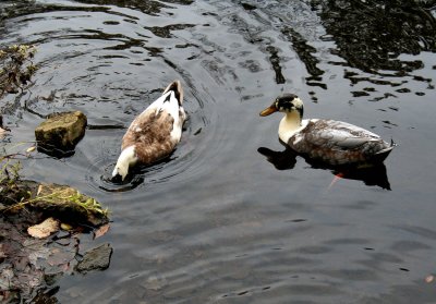 At the pound at the Mill