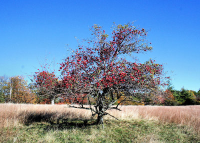 The Alone Apple Tree