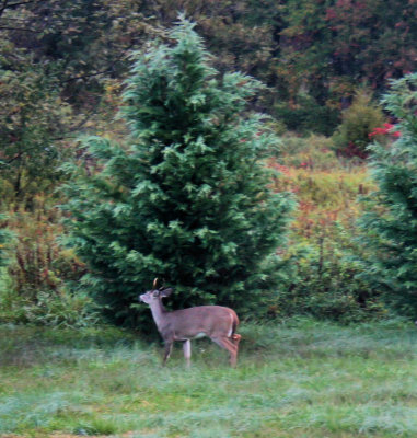 Picture Made This morning 7:45 AM from the bedroom window 10/25/08