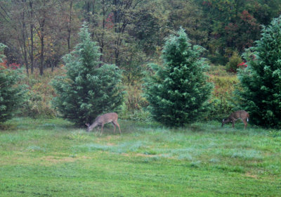 Picture Made This morning 7:45 AM from the bedroom window 10/25/08
