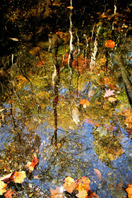 Reflection Of Fall