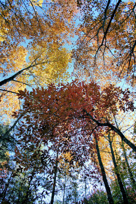 Autumn Colors around the house to Day 11/1/08