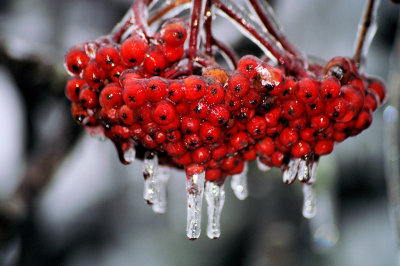 Had sum Ice On the Blue Ridge Park Way, went up made a few Pictures