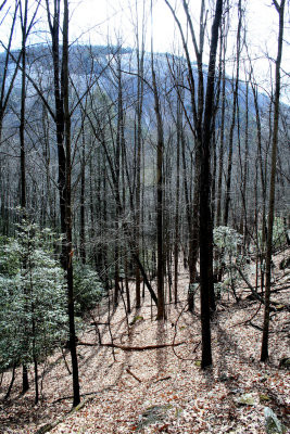 Getting  to the 1st Falls, Looking back down the Hill