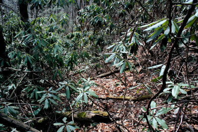 Getting to the 2nd Falls From The First Falls, Thought the Thickets