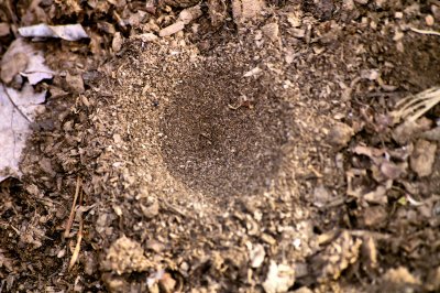 The Ant Lion Pit . Ant go in do not come out