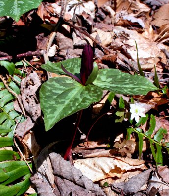 Sign of spring SC, I Be gone 5 Va. to SC & GA To Photographs Waterfalls