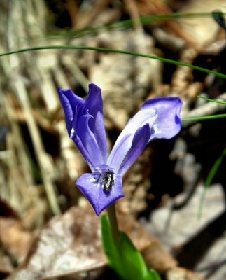 Sign of Spring At Stone Mountain NC