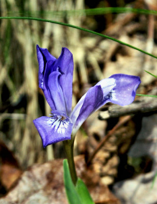 Sign of Spring At Stone Mountain NC