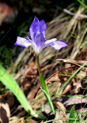 Sign of Spring At Stone Mountain NC