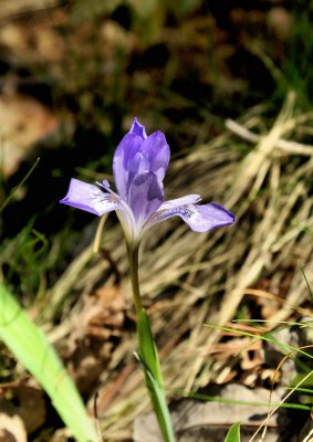 Sign of Spring At Stone Mountain NC