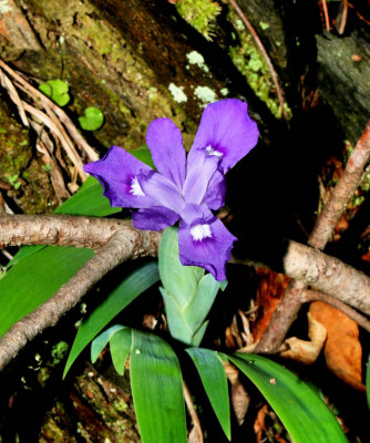 Along Basin Cove Creek Trail  5/02/09