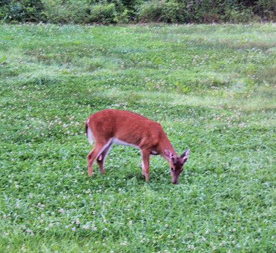 6/07/09 Young Buck in yard, yes yard was needing  mooring at the time