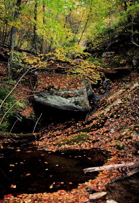 Fall 2009    Tributary to Basin Creek