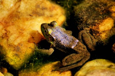 Mr Frog, In the little pound we made (9/17/10)