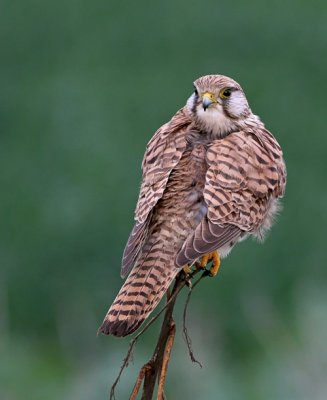 Common Kestrel