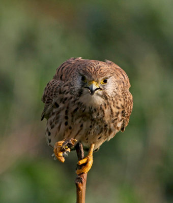 Common Kestrel