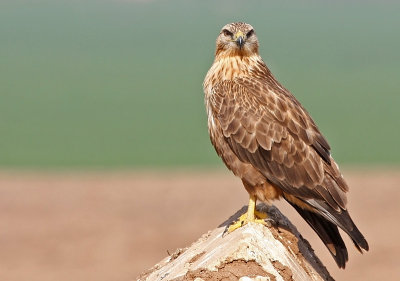 Long Legged Buzzard