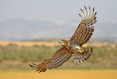 Short Toed Eagle