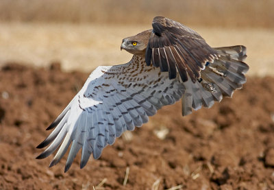 Short Toed Eagle