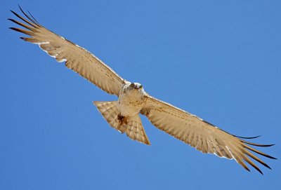 Short Toed Eagle (young)