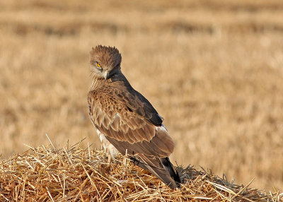 Short Toed Eagle