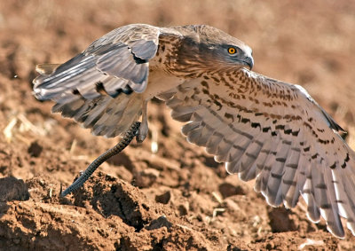 Short Toed Eagle