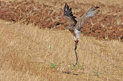 Short Toed Eagle