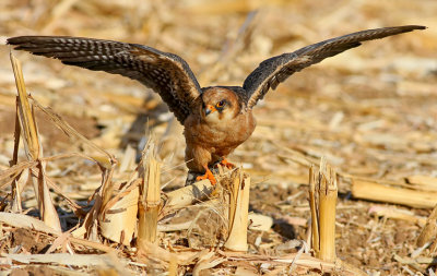 Red footed Falcon (female)