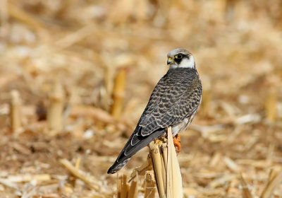 Red footed Falcon (young)