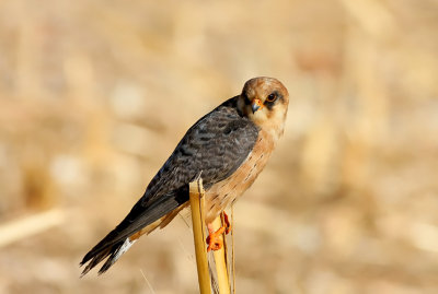 Red footed Falcon (female)