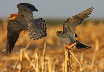 Red footed Falcons