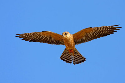 Red footed Falcon (female)