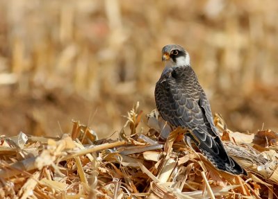 Red footed Falcon (young)